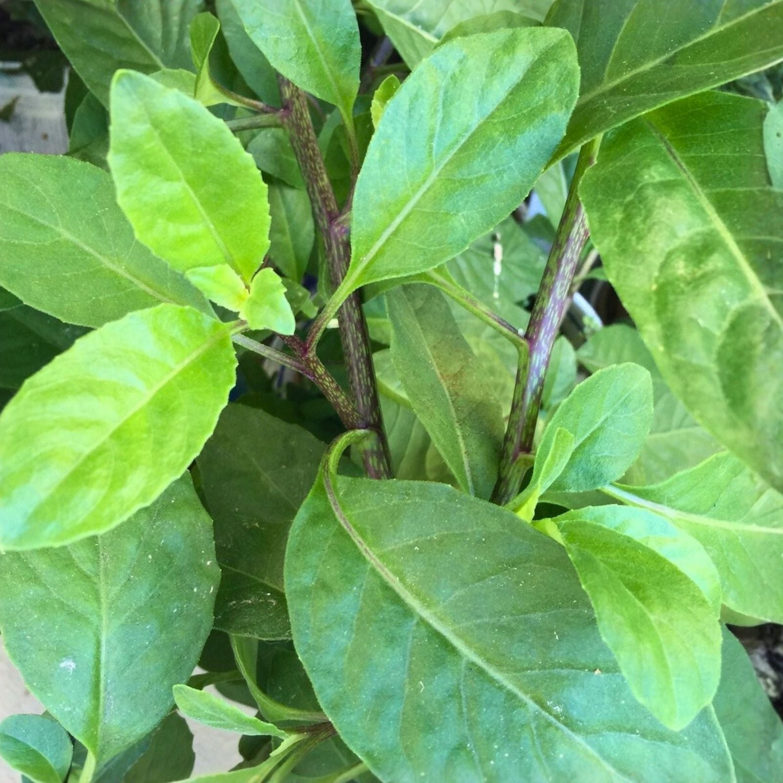 Longevity Spinach Plant Cuttings Gynura Procumbens Edible Herb Indoor Outdoor Starter Live Plant