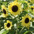 Lemon Queen Sunflower Seeds 500 Count Large Colorful Blooms Helianthus annuus Garden Planting Starter Plant