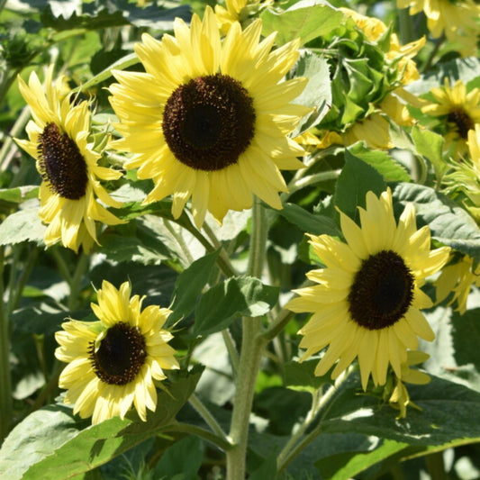 Lemon Queen Sunflower Seeds 500 Count Large Colorful Blooms Helianthus annuus Garden Planting Starter Plant