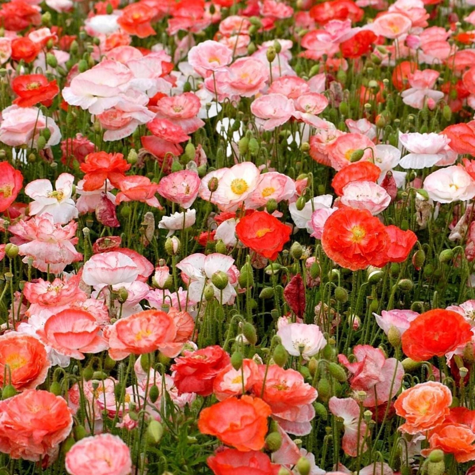 Shirley Poppy Seeds Bright Red Flowers Garden Seeds Papaver rhoeas Live Plant Cutting Bare Root Starter Plant