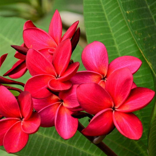 Kapunakea Maui Plumeria Cutting Red Orange Petals Live Plant Frangipani Starter Plant