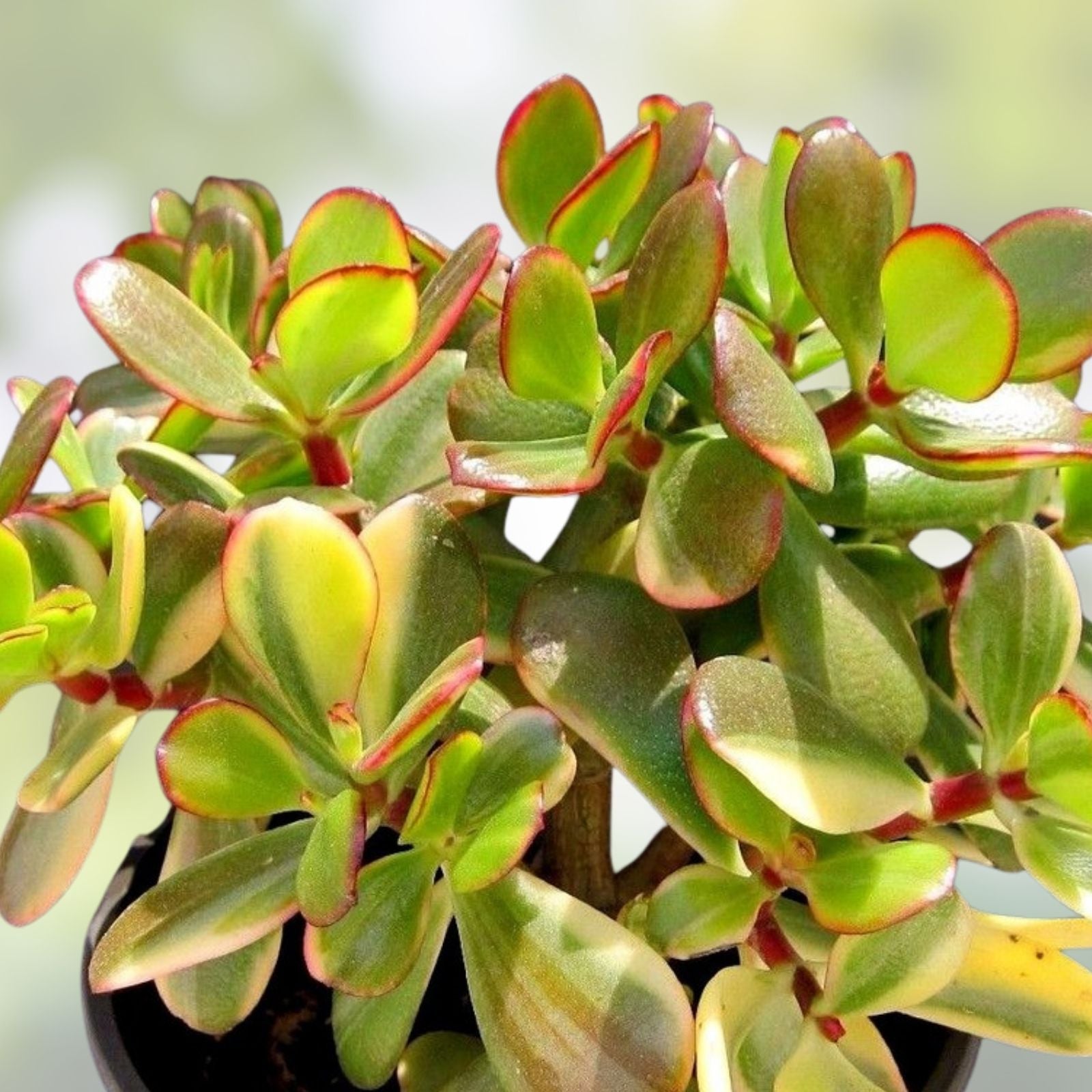 Crassula Ovata Variegated Jade Cuttings - Lemon Lime Tri-Color Succulent - 5 Pack - Fast Shipping