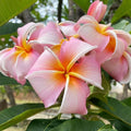 Rooted Plumeria Plant Cutting Nakamoto's Bouquet 15" Frangipani Tropical Flowering Houseplant