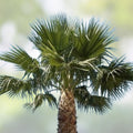 Washington Robusta Mexican Fan Palm Seeds, Trachycarpus fortunei, 3-Year-Old Saplings, Tropical Garden Plant, Live Palm Tree