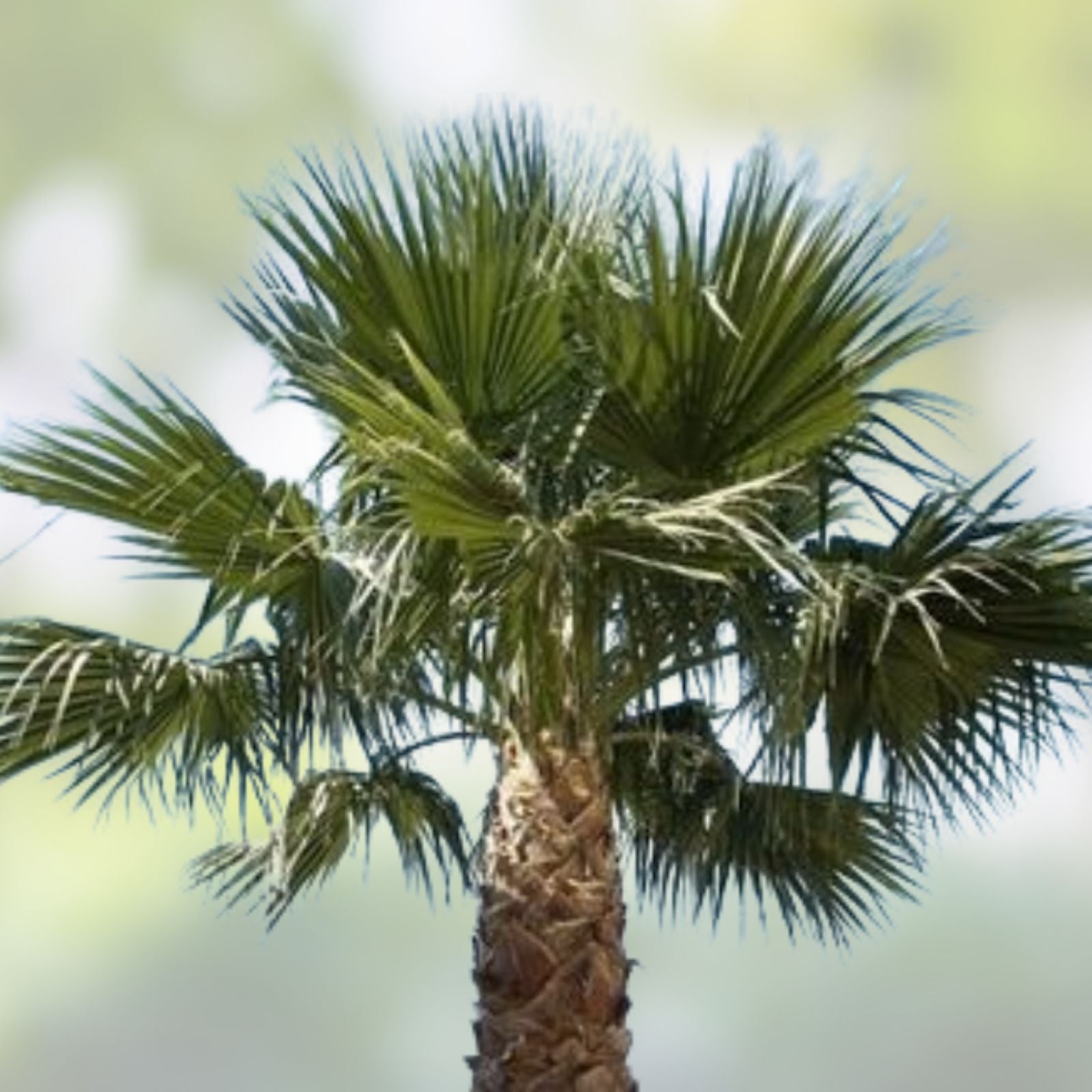 Washington Robusta Mexican Fan Palm Seeds, Trachycarpus fortunei, 3-Year-Old Saplings, Tropical Garden Plant, Live Palm Tree