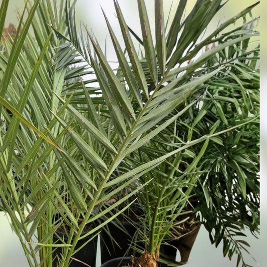 Medjool Date Palm Tree Phoenix Dactylifera 7 Gallon Pot Live Indoor Outdoor Plant Starter Tree