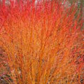 Sand Cherry Bush Seedlings 2 Pack, Prunus besseyi, Hardy Fruit-Bearing Shrubs for Landscaping and Garden