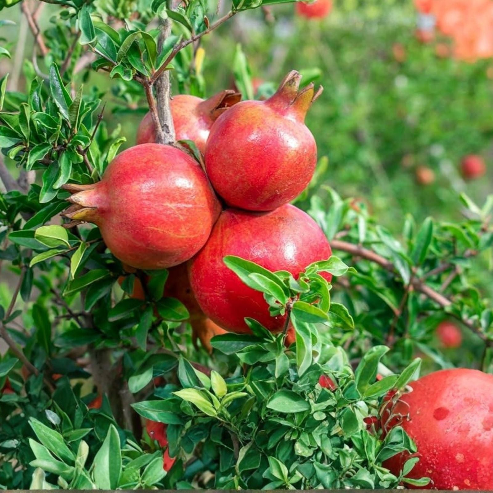 Pomegranate Tree Cuttings - 3 Fresh Fruit Bearing Punica granatum Starter Plants, Garden, Live Plant, Bare Root, Fruit Tree