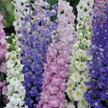 Giant Imperial Larkspur Seeds, Delphinium spp., Live Plant, Cutting, Flower Seeds, Perennial, Blue, Garden, Starter Plant, Bare Root