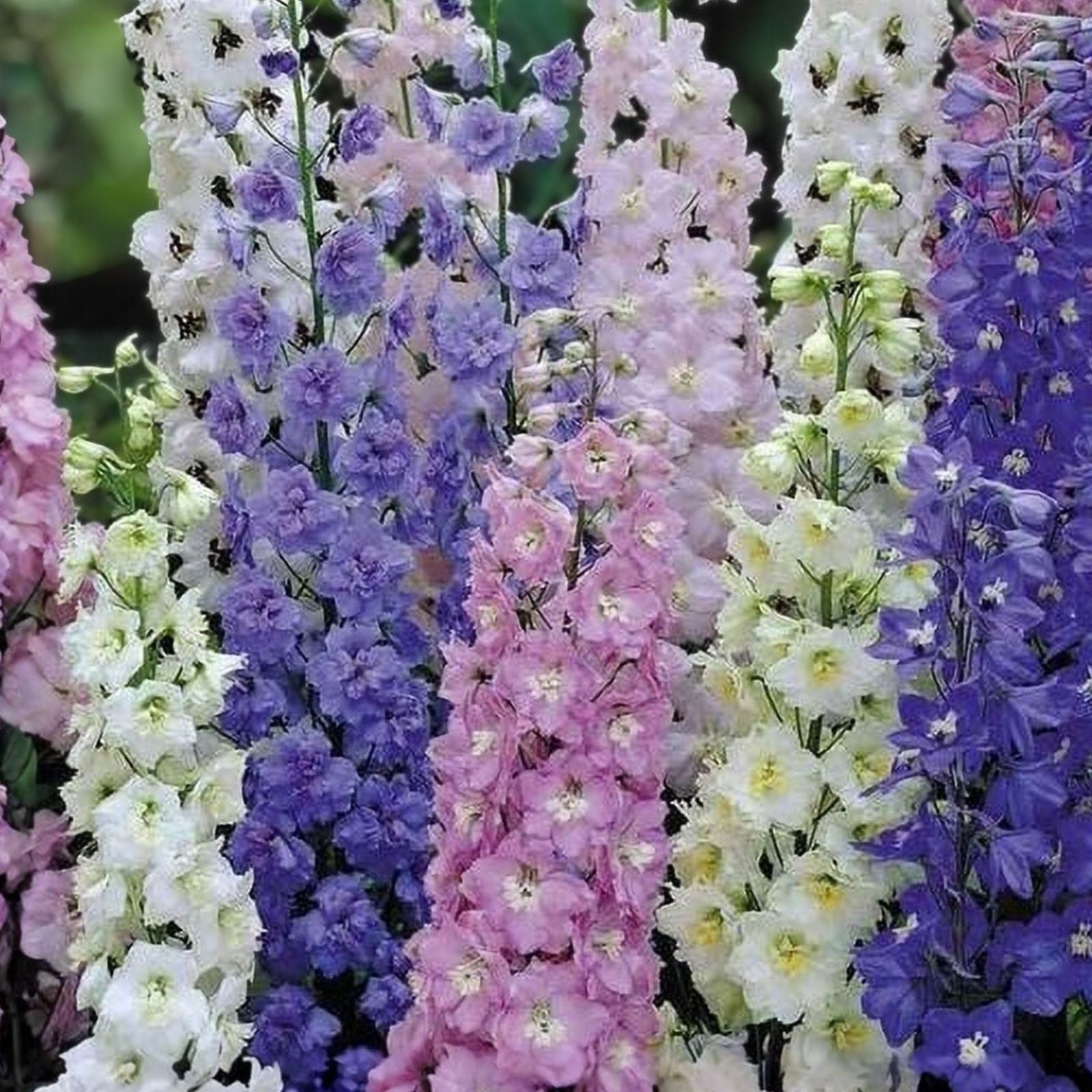 Giant Imperial Larkspur Seeds, Delphinium spp., Live Plant, Cutting, Flower Seeds, Perennial, Blue, Garden, Starter Plant, Bare Root