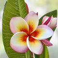 Fireblast Plumeria Cutting - Mid Size Tropical Flowering Plant - Fragrant Garden Plant - Plumeria spp.