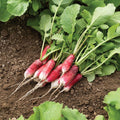 Organic Red Radish Seeds 2 oz – Raphanus sativus Vegetable Seeds for Gardening, Fresh Harvest, Live Plant, Starter, Cutting