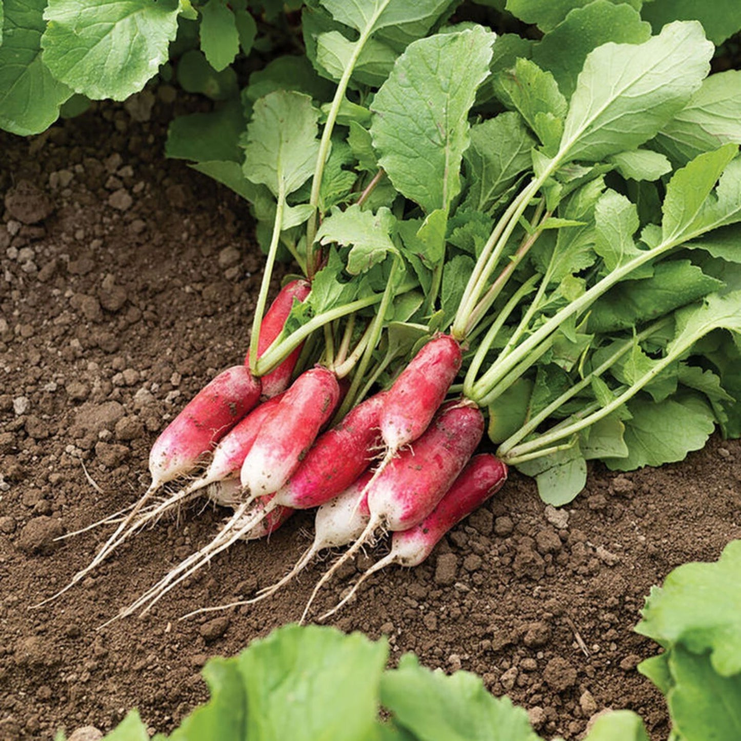 Organic Red Radish Seeds 2 oz – Raphanus sativus Vegetable Seeds for Gardening, Fresh Harvest, Live Plant, Starter, Cutting