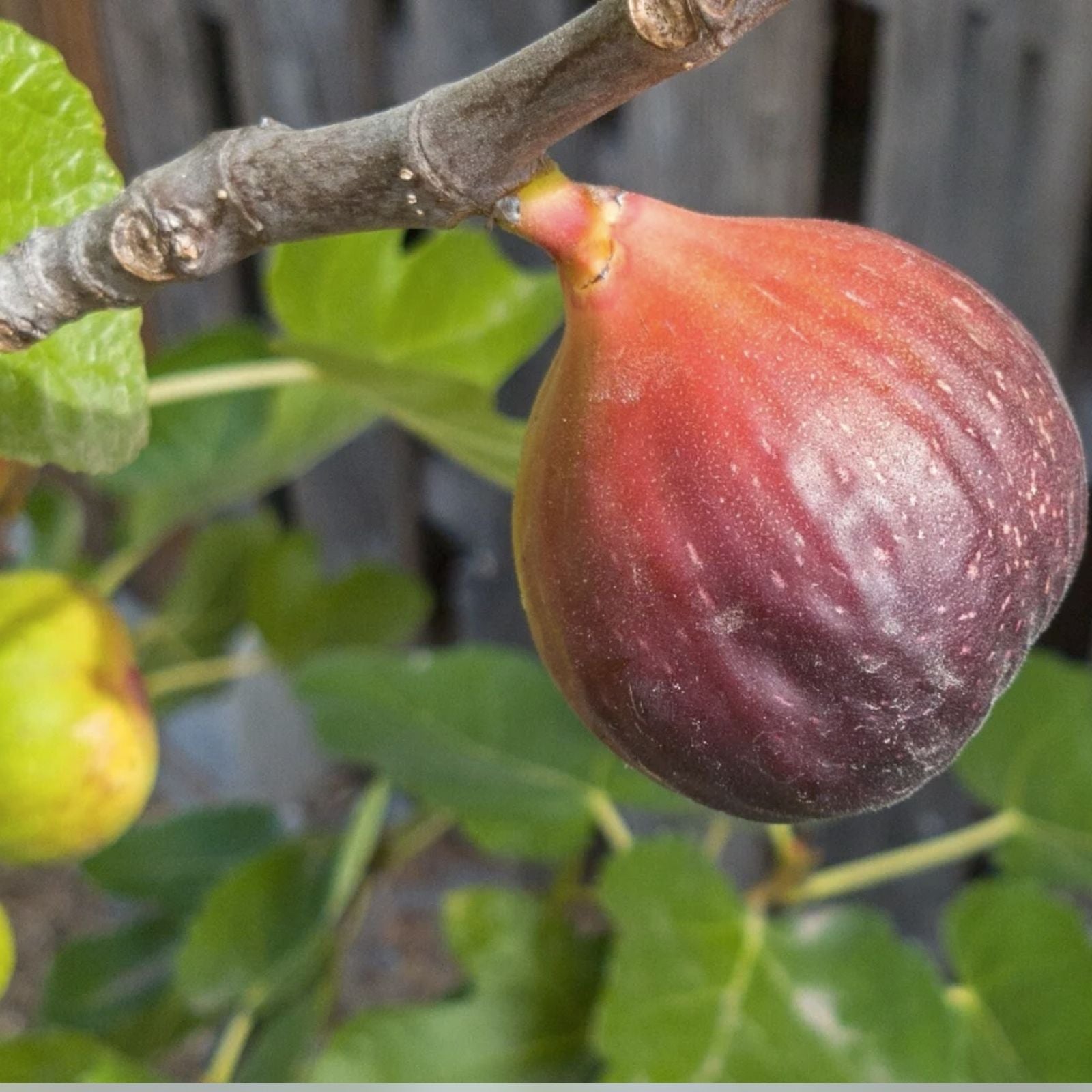 Brown Turkey Fig Cuttings - 5 Pieces, 8-9 Inches, Ficus carica, Fruit Tree Propagation, Garden Planting Supplies