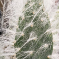 Hairy Cactus Cuttings Snow Opuntia Old Man Fuzzy Plant Pads 6-12 inches Live Indoor Outdoor Garden Starter