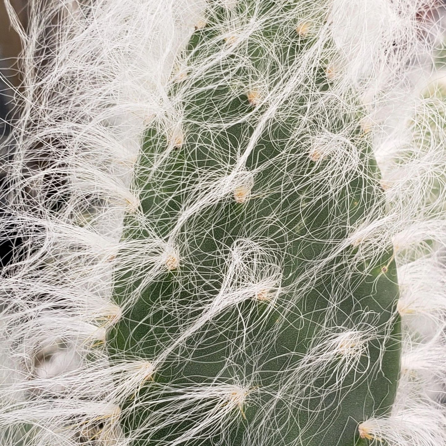 Hairy Cactus Cuttings Snow Opuntia Old Man Fuzzy Plant Pads 6-12 inches Live Indoor Outdoor Garden Starter