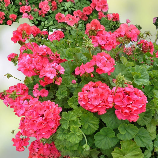 Hardy Geranium Cuttings Pelargonium spp. Big Red Flowers Live Plant Starter Bare Root Houseplant