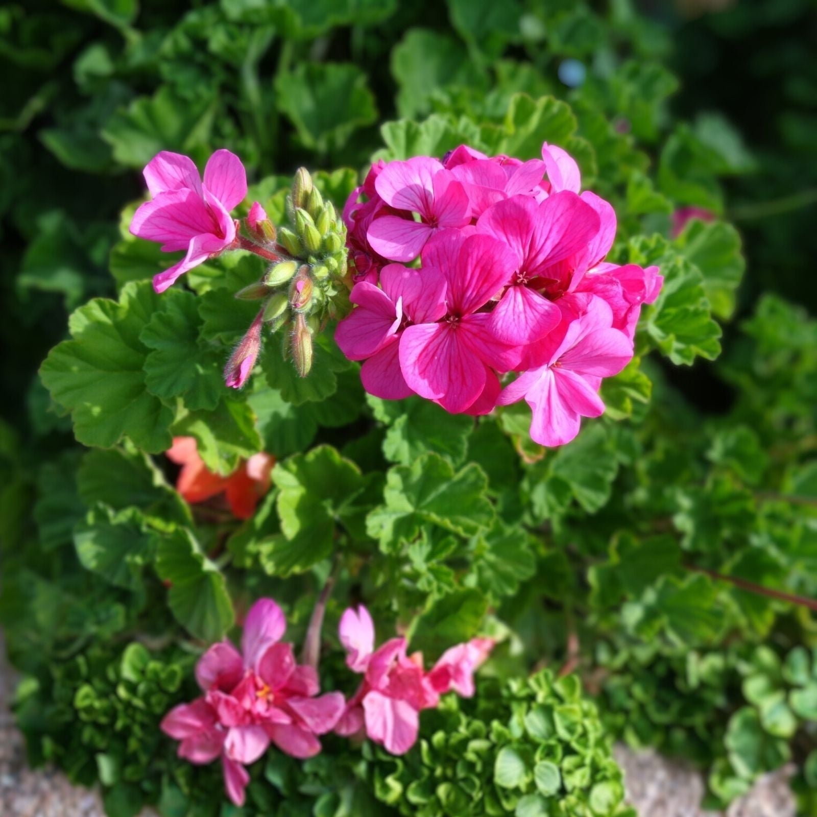 Pink Geranium Cuttings Pelargonium spp. Hardy Fragrant Garden Plant, Pink Flower, Easy to Grow, Live Starter Plant