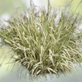 Ribbon Grass Plants 10 Strawberry & Cream Phalaris arundinacea Live Ground Cover for Sun Shade Bare Root Starter Plant
