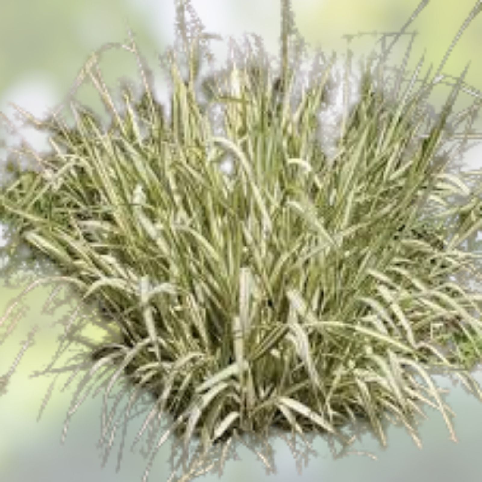 Ribbon Grass Plants 10 Strawberry & Cream Phalaris arundinacea Live Ground Cover for Sun Shade Bare Root Starter Plant