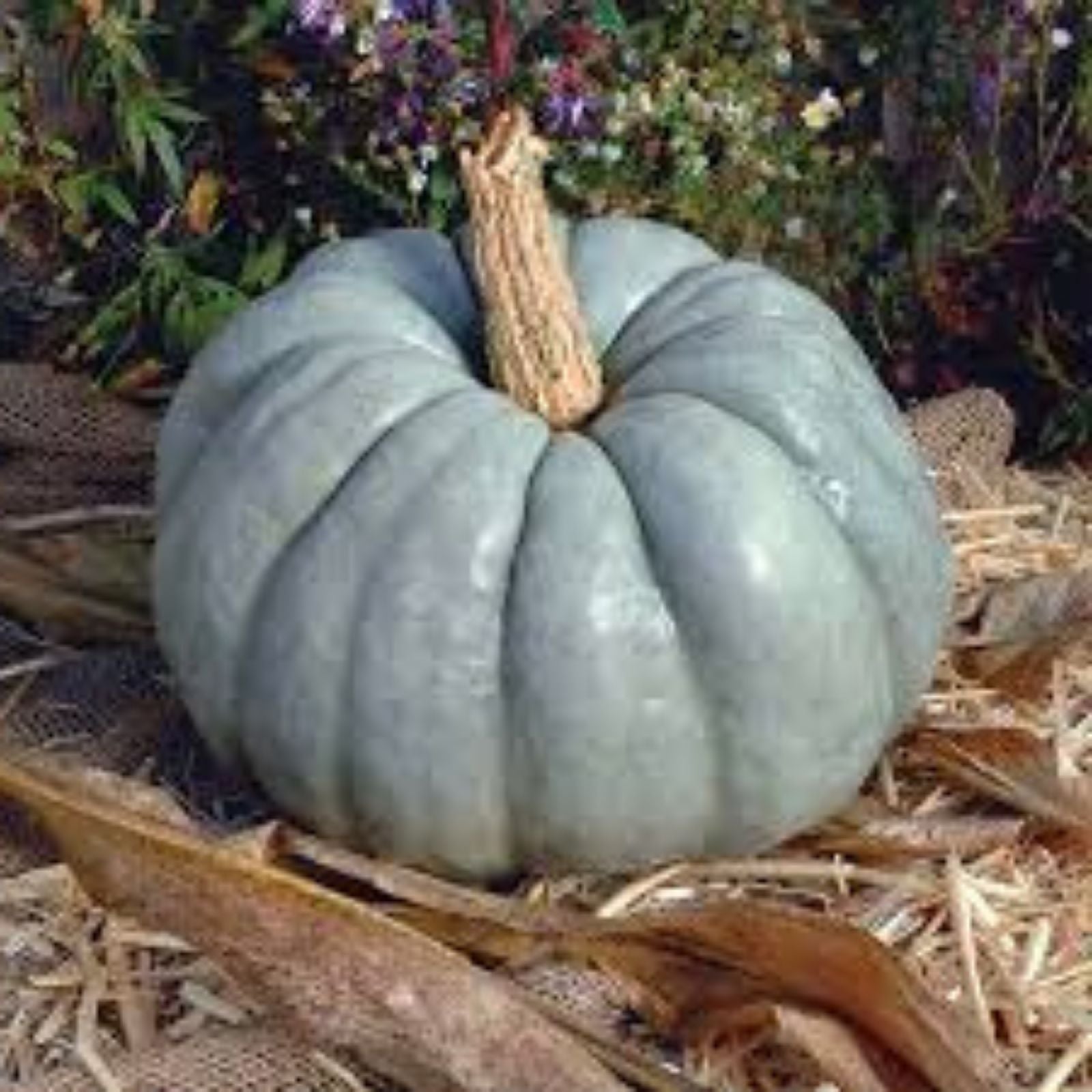 Blue Doll Pumpkin Seeds Organic 10 Pack Cucurbita pepo Heirloom Edible Seeds Non-GMO USA Grown