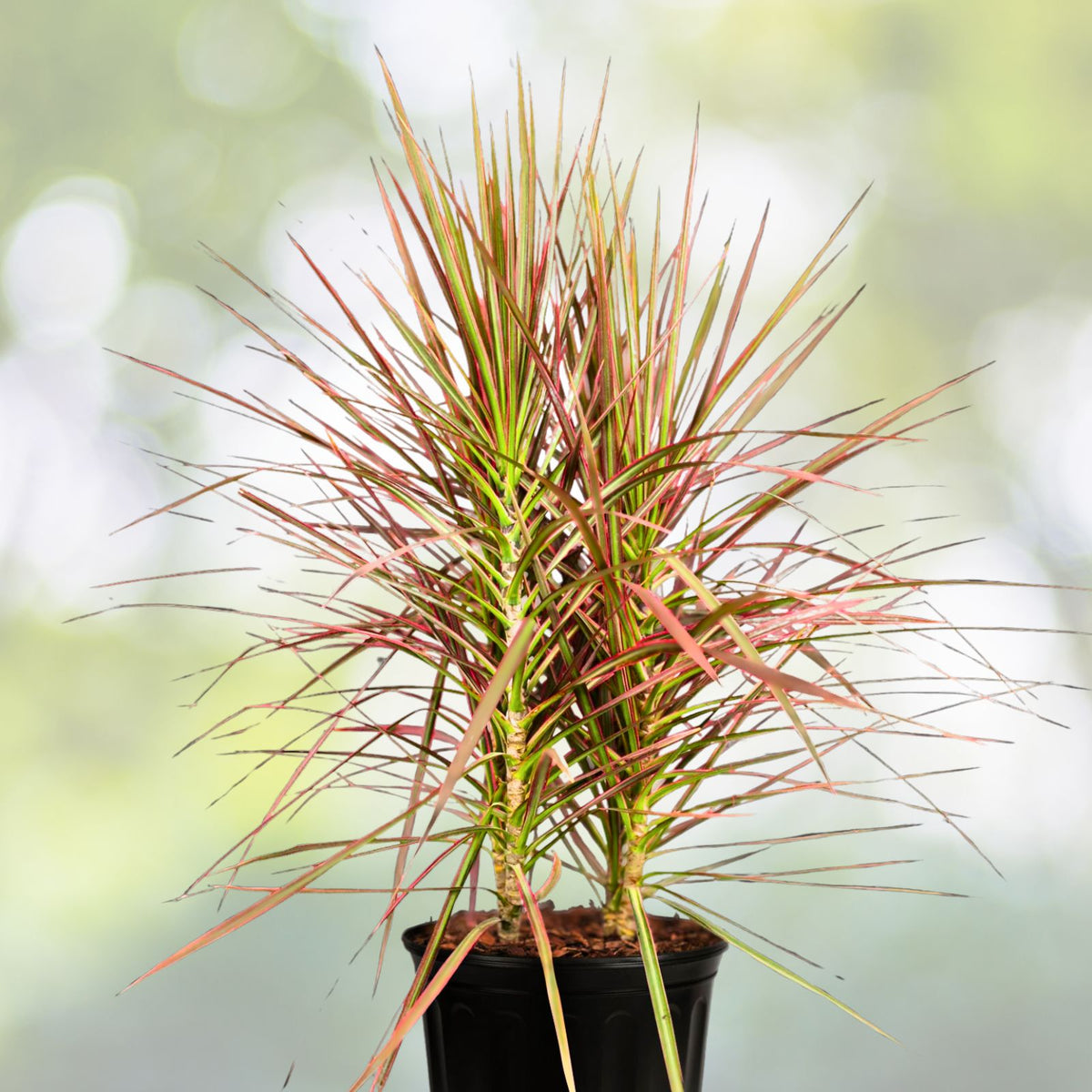 Dracaena 'Colorama' Plant in 2.25 Gallon Pot - Colorful Indoor Houseplant - Dracaena marginata 'Colorama'