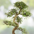 Chinese Elm Bonsai Tree Seeds – 30 Seeds – Ulmus parvifolia – Prized Bonsai Specimen for Cultivation – Fast Growing