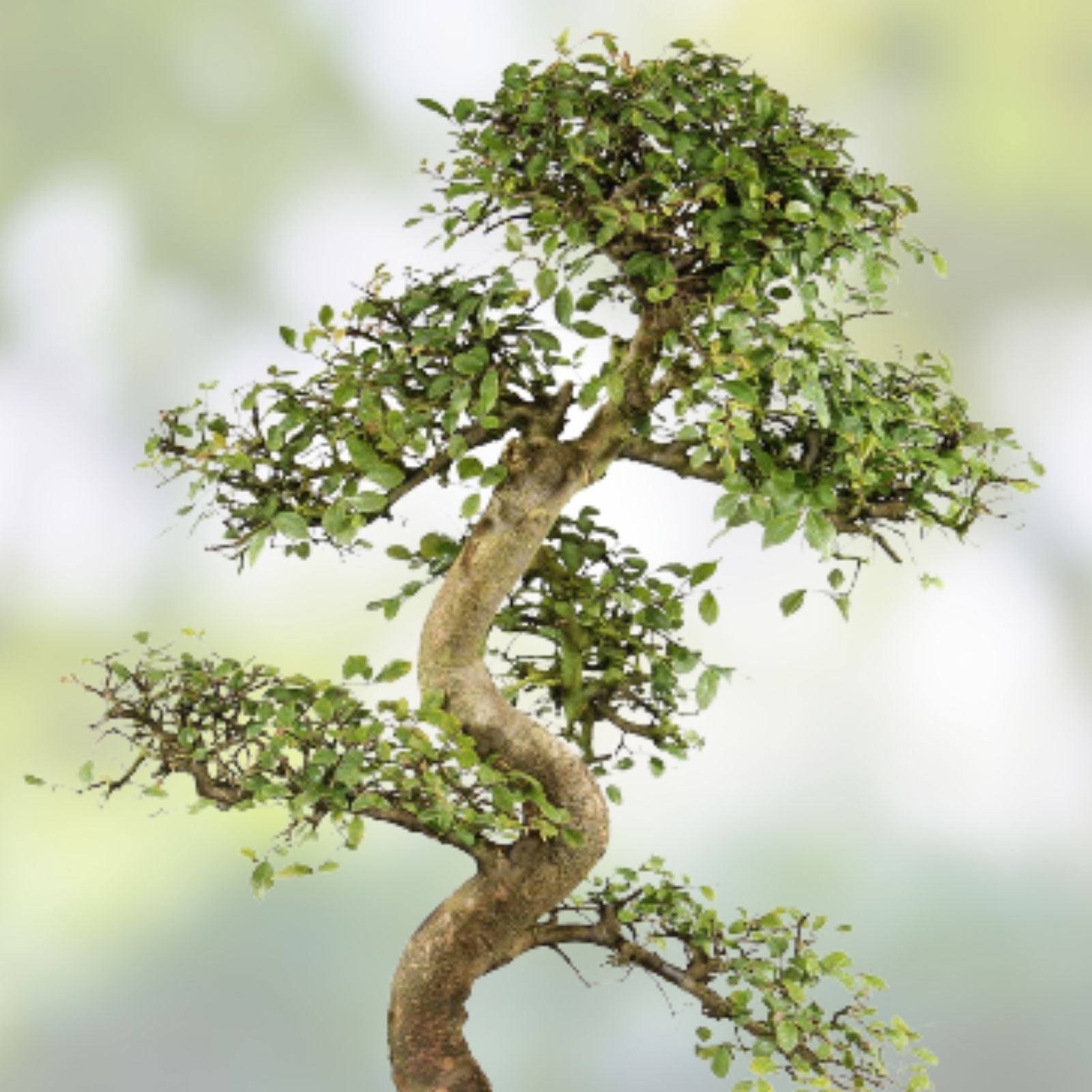 Chinese Elm Bonsai Tree Seeds – 30 Seeds – Ulmus parvifolia – Prized Bonsai Specimen for Cultivation – Fast Growing