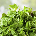 Heirloom Fenugreek Seeds Non-GMO Trigonella foenum-graecum Herb Spice Garden Starter Plant 500 Seeds