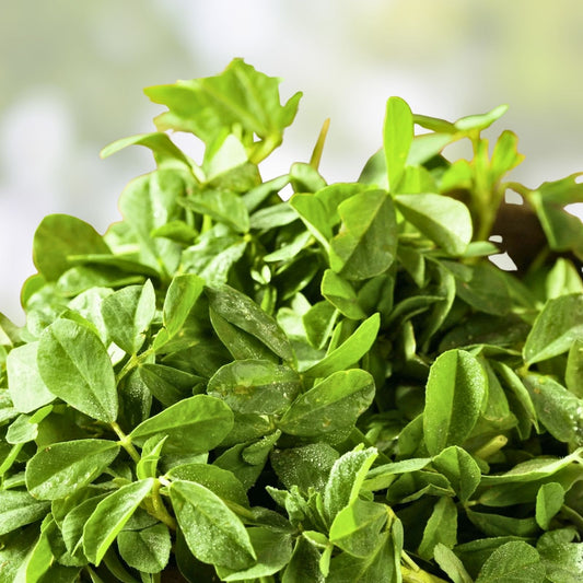 Heirloom Fenugreek Seeds Non-GMO Trigonella foenum-graecum Herb Spice Garden Starter Plant 500 Seeds