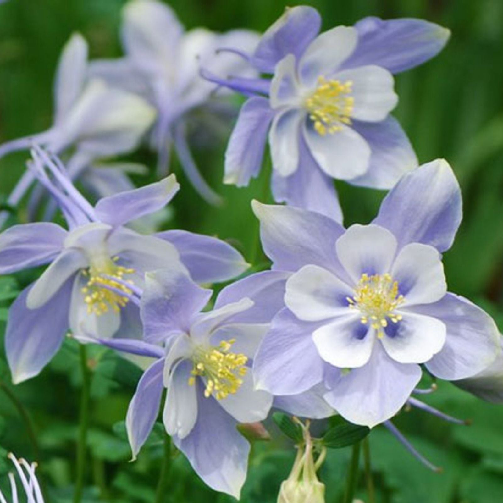 Blue Dream Columbine Seeds 50 Organic Perennial Aquilegia caerulea Live Plant Cutting Bare Root Starter Plant