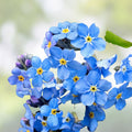 Forget Me Not Seeds 500 Organic Myosotis spp. Flower Seeds Live Plant Bare Root Starter Plant Houseplant Free Shipping