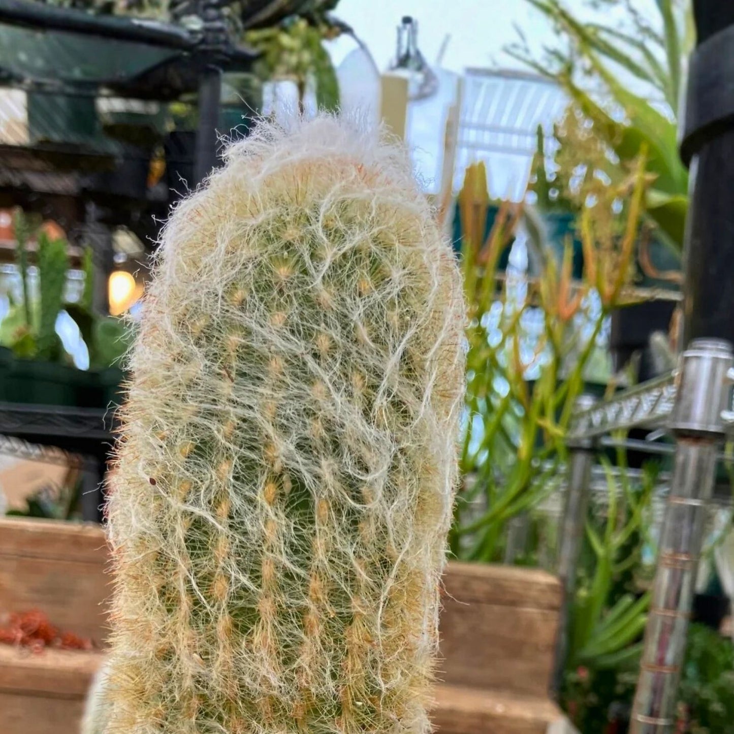 Espostoa lanata Old Man of the Mountain Cactus 8" Pot, Succulent Plant, White Spines, Desert Cactus, Indoor Outdoor, Non-GMO