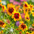 Coreopsis Seeds 100+ Plains Coreopsis Wildflower Seeds Drought Tolerant Bright Yellow Flowers Planting Kit