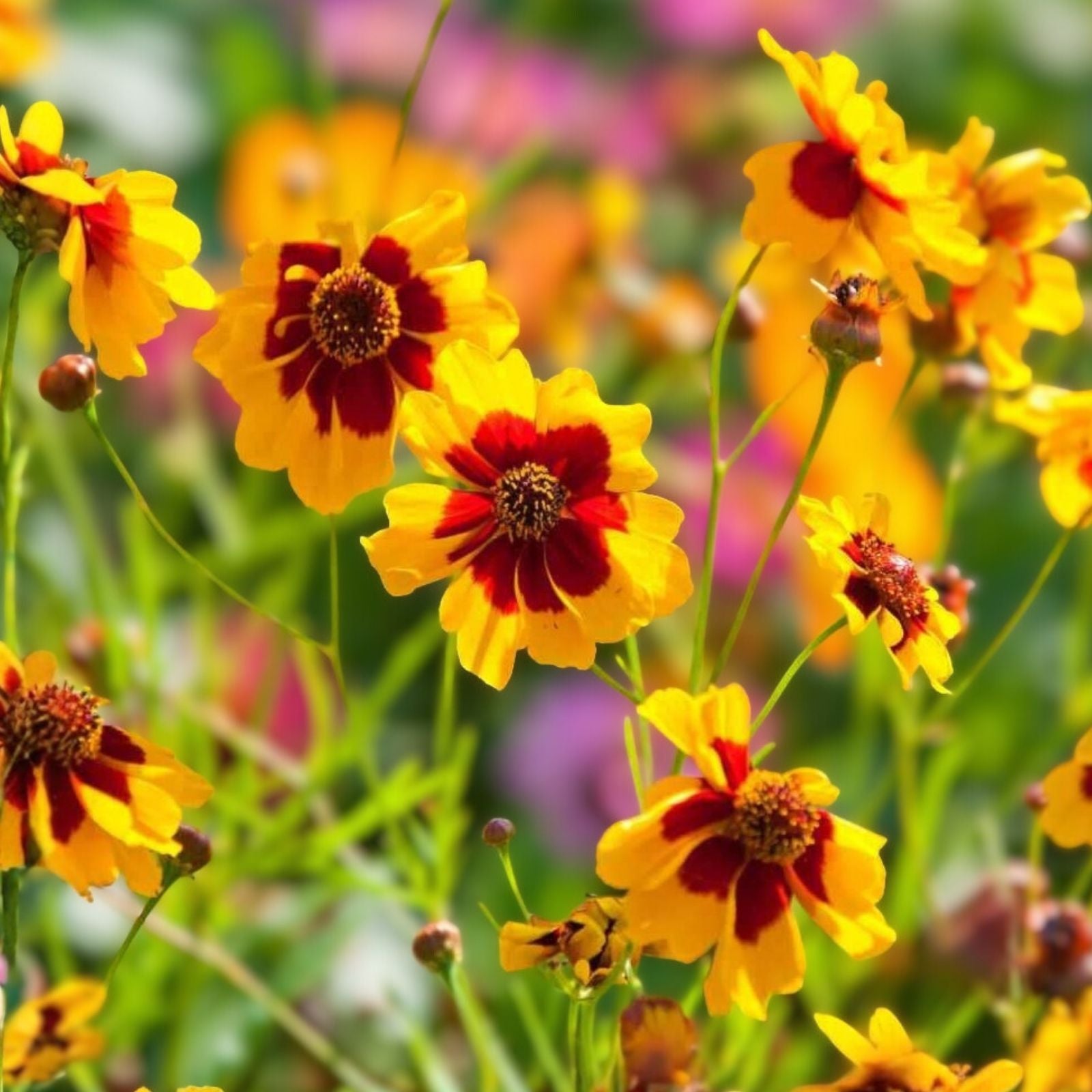 Coreopsis Seeds 100+ Plains Coreopsis Wildflower Seeds Drought Tolerant Bright Yellow Flowers Planting Kit
