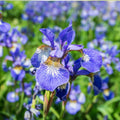 Siberian Iris Starter Plant Iris sibirica Live Plant Early Blooming Perennial for Borders Mass Planting