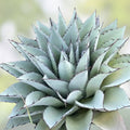 Gac Melon Seeds - 5 Rare Bright Spiky Melon Seeds - Momordica cochinchinensis - Compact Vines for Gardening and Growing