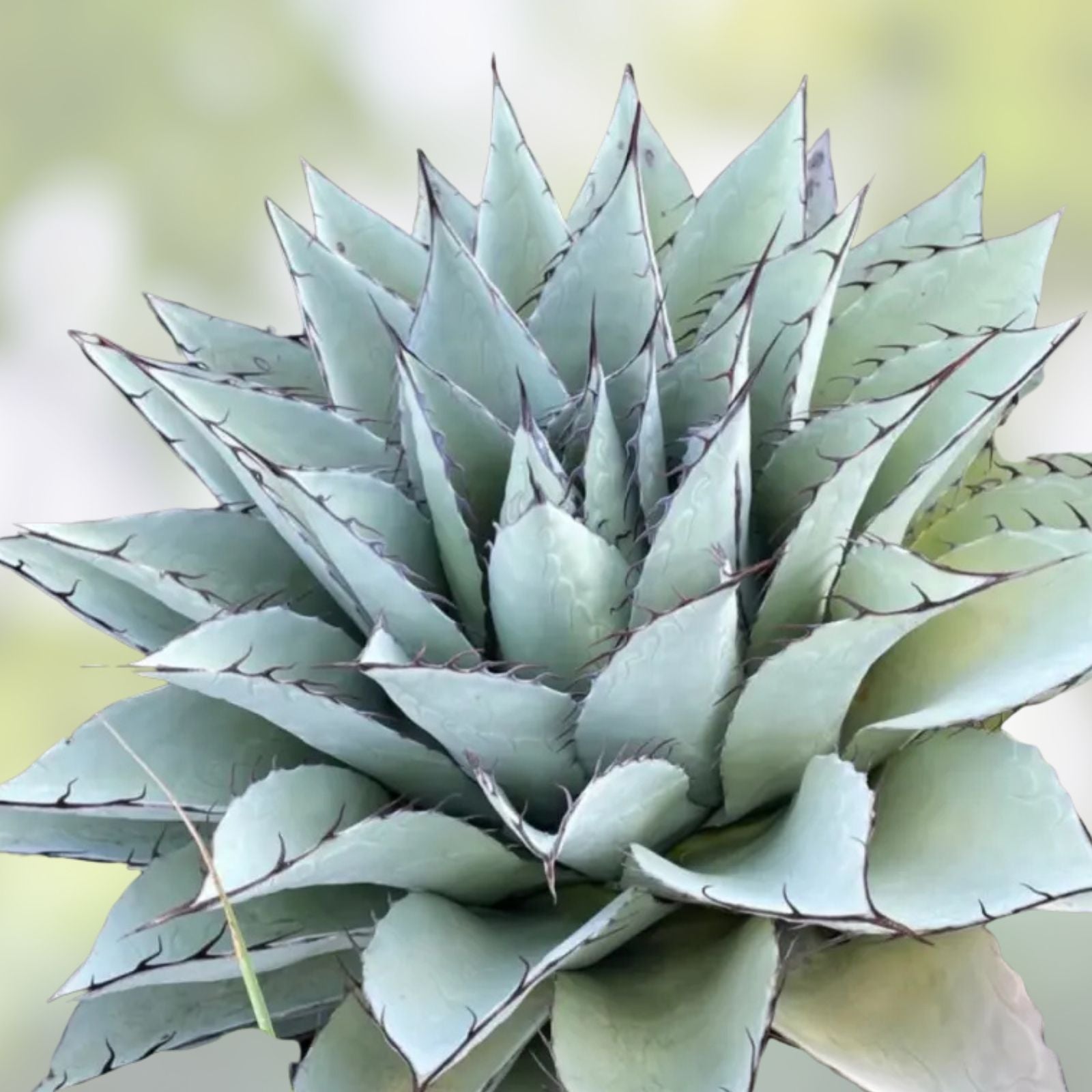 Gac Melon Seeds - 5 Rare Bright Spiky Melon Seeds - Momordica cochinchinensis - Compact Vines for Gardening and Growing