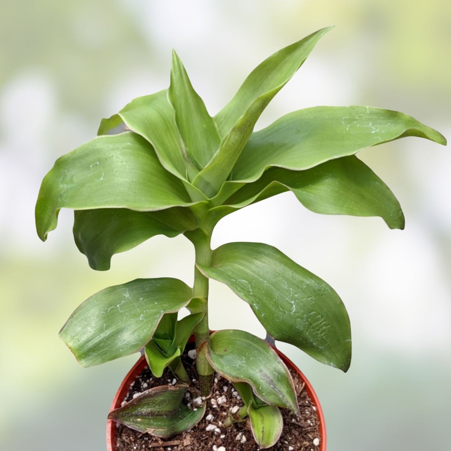 Green Callisia Fragans Basket Plant Cuttings 5 Pack, Live Indoor Houseplant, Fast-Growing Starter Plant, Houseplant Cuttings