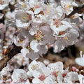 Dwarf Red Sweet Cherry Cuttings Prunus Tomentosa Bare Root Starter Plant for Gardening and Landscaping