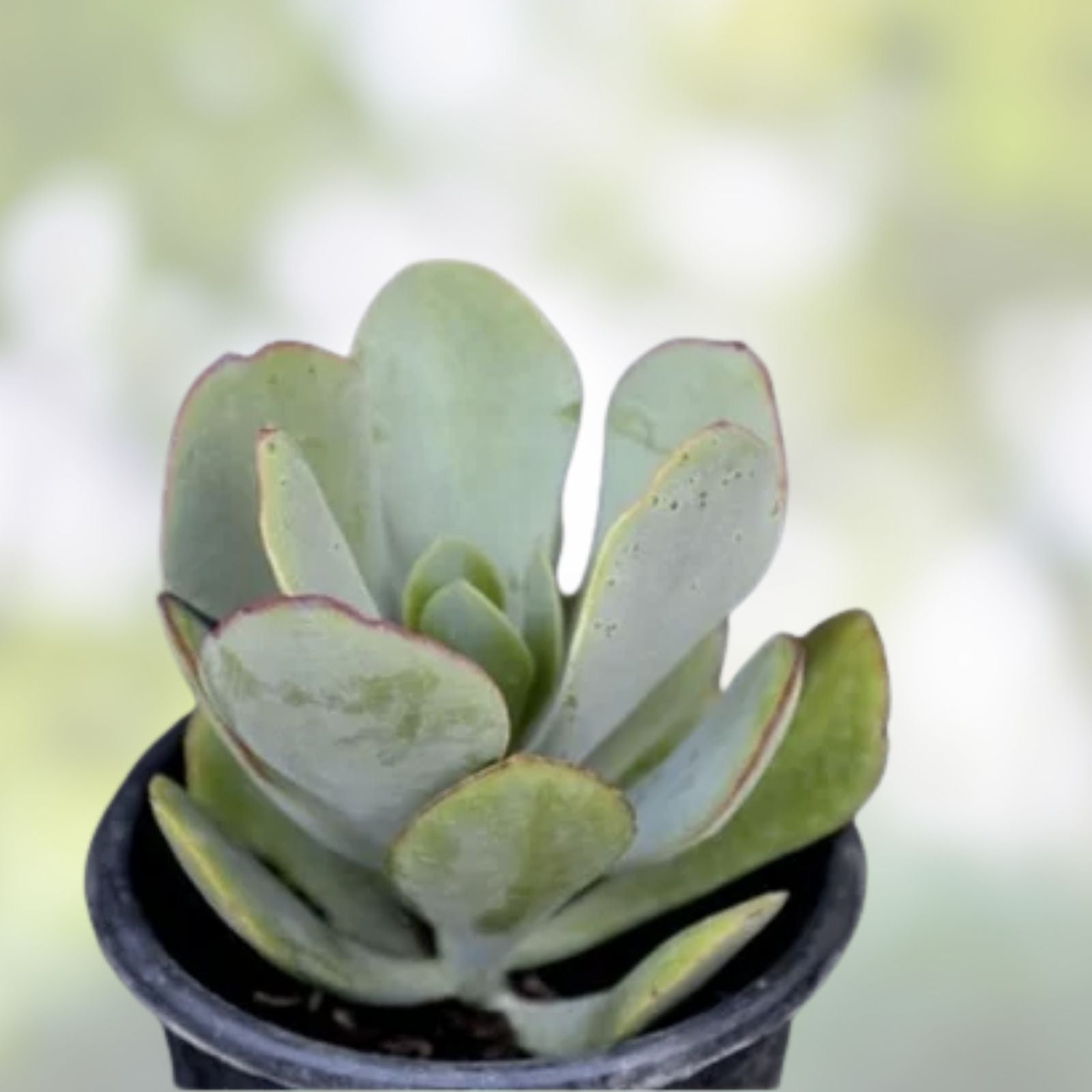Crassula arborescens Silver Dollar Jade Succulent Cuttings 10 Pack, Live Indoor Houseplant, Easy Care, Starter Plant, Garden Decor