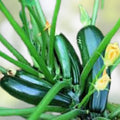 Black Beauty Zucchini Seeds 10 Pack | Dark Green Summer Squash Vegetable Seeds | Cucurbita pepo Gardening Starter Plants