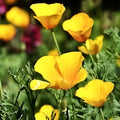 California Ballerina Poppy Mix Seeds, Organic Papaver rhoeas, Live Plant or Seed Pack, USA Grown, Free Shipping