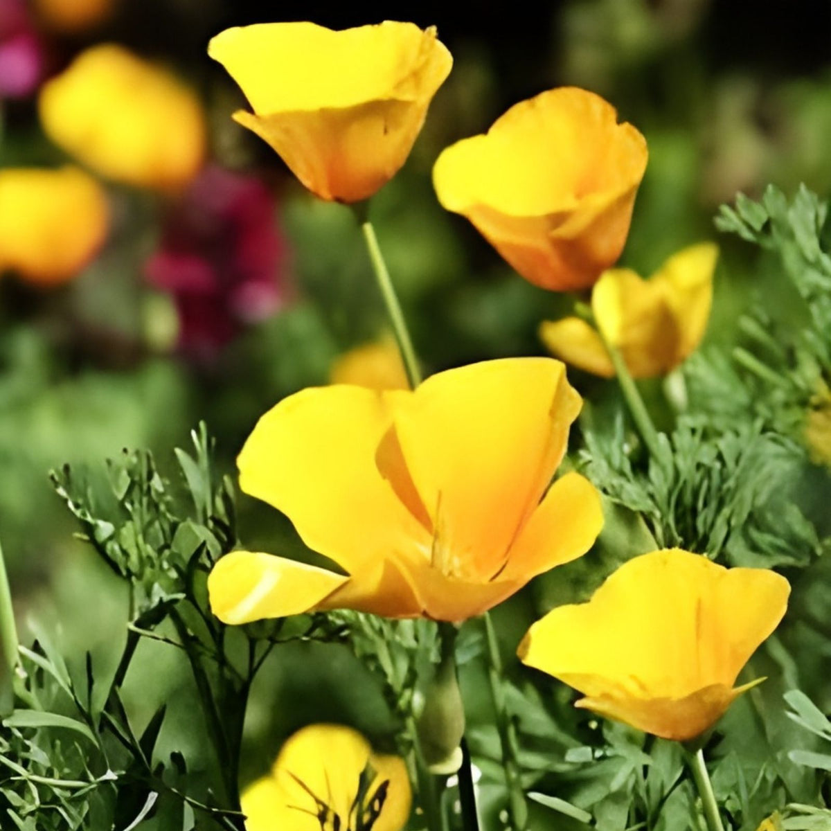California Ballerina Poppy Mix Seeds, Organic Papaver rhoeas, Live Plant or Seed Pack, USA Grown, Free Shipping