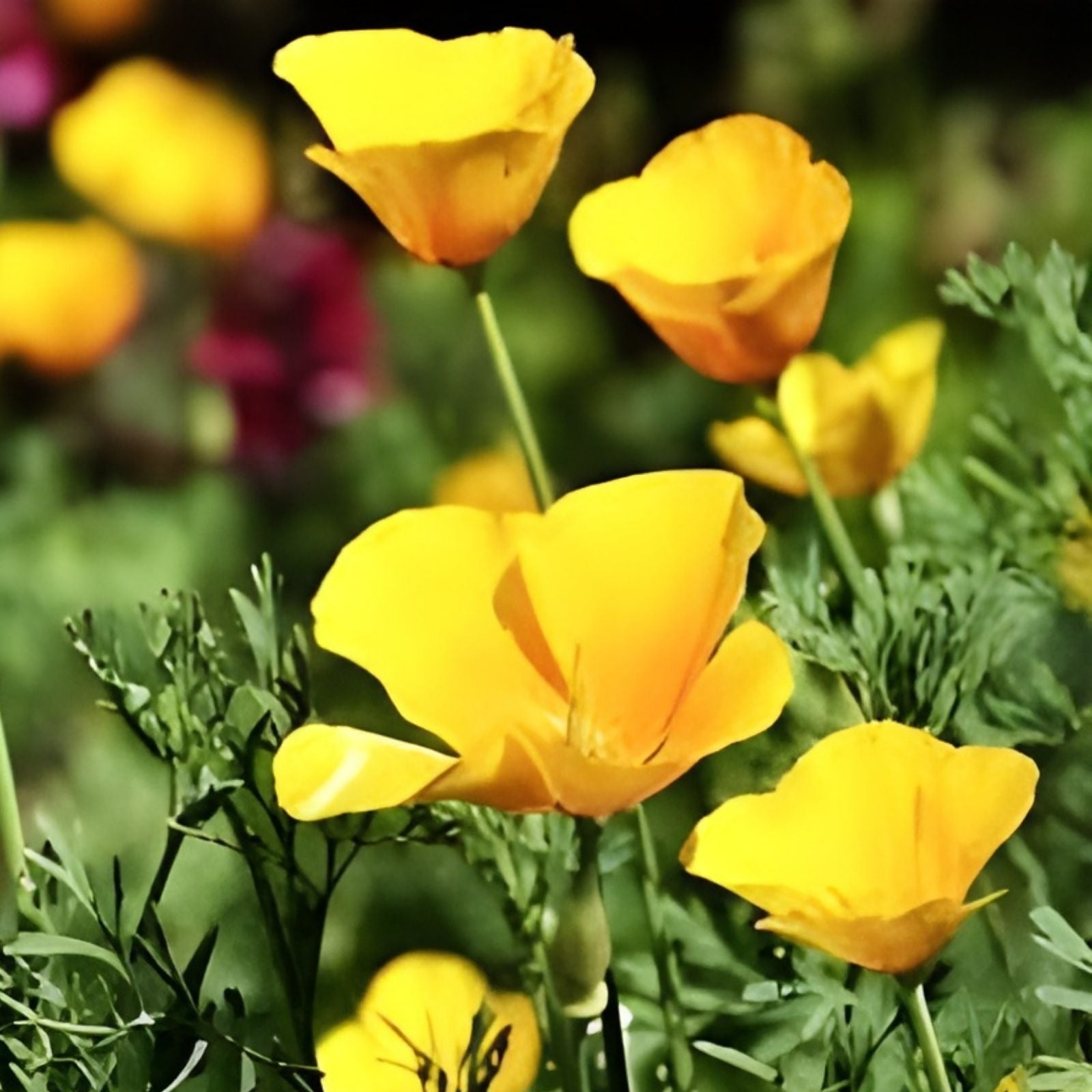 California Ballerina Poppy Mix Seeds, Organic Papaver rhoeas, Live Plant or Seed Pack, USA Grown, Free Shipping