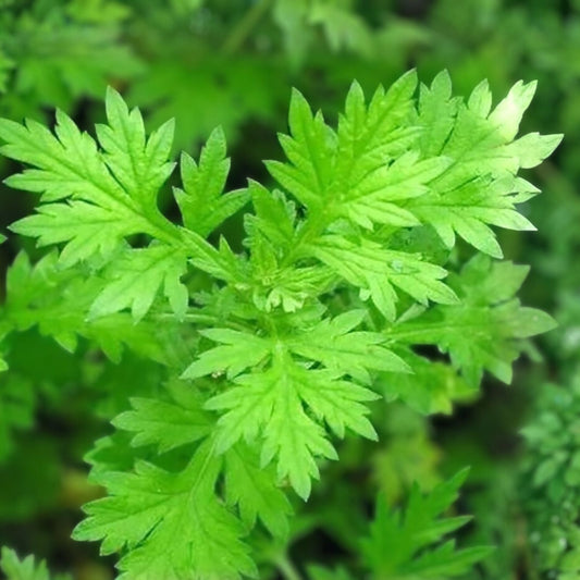Mugwort Herb Seeds 100 Pack Organic Culinary Plant Artemisia vulgaris Garden Herb Starter Kit
