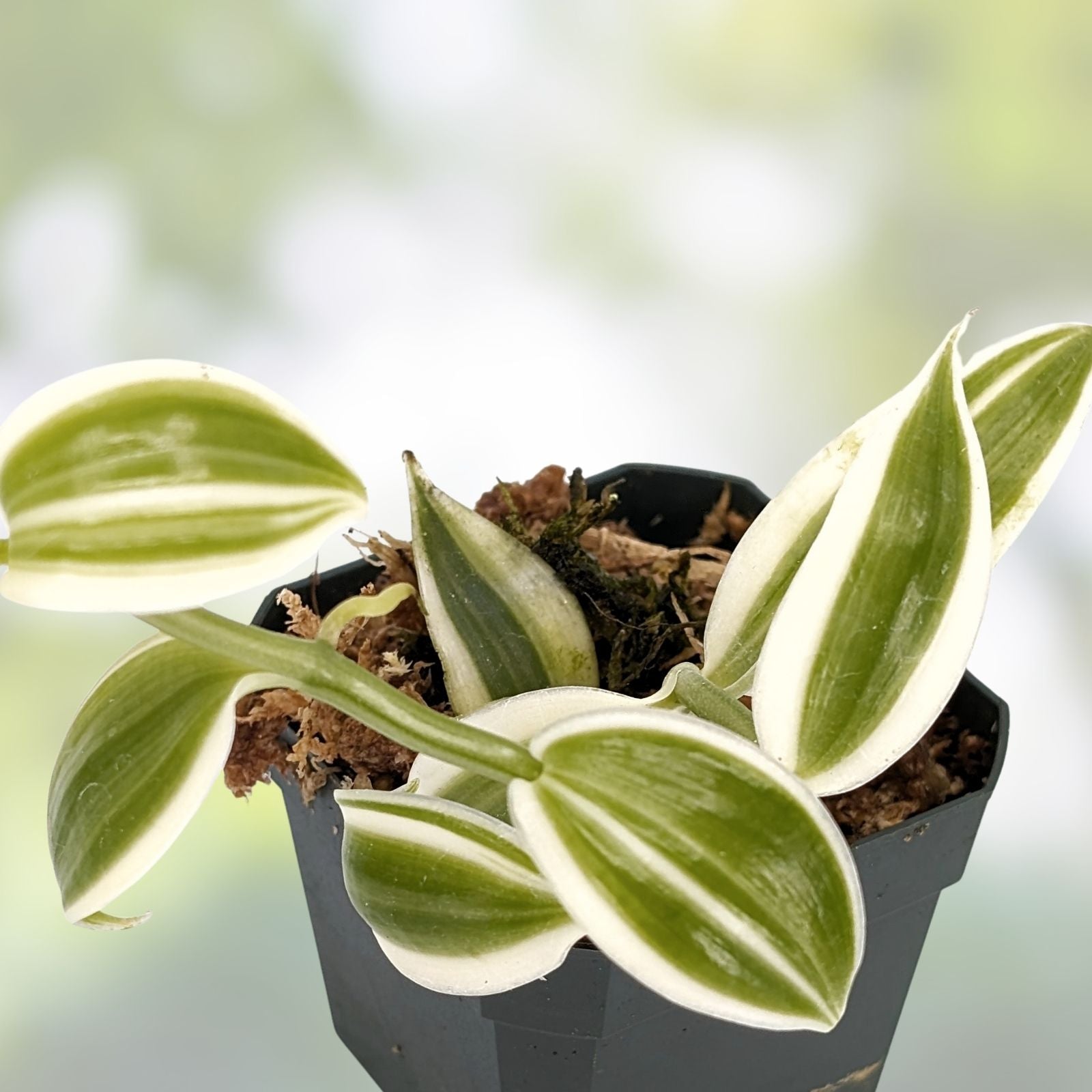 White Variegated Vanilla Planifolia Orchid Cutting – Live Tropical Epiphyte Houseplant, Vanilla Orchid, Starter Plant