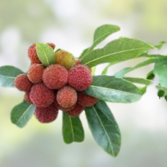 Yumberry Tree Seeds 10 Pack – Exotic Yang-mei Fruit Seeds Myrica rubra for Planting, Edible Fruit, Garden Grow
