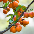 American Persimmon Tree Bare Root 12-18" Diospyros virginiana Hardy Fast Growing Zone 5-9 Live Plant