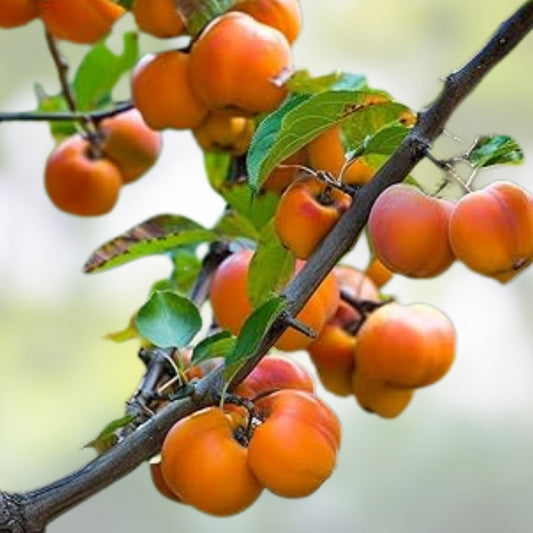 American Persimmon Tree Bare Root 12-18" Diospyros virginiana Hardy Fast Growing Zone 5-9 Live Plant